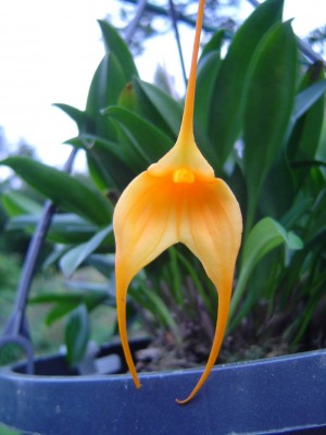 eigene Blüten Masdevallia (4).jpg