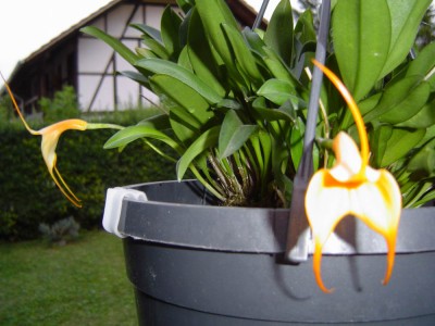eigene Blüten Masdevallia (2).jpg