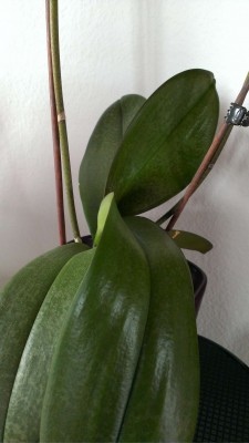IMAG0435.jpg