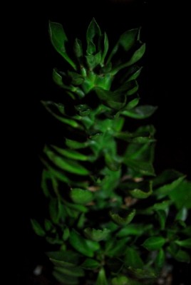 Monadenium 020yy.jpg