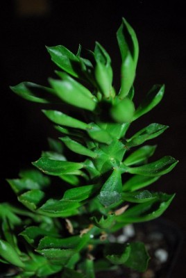 Monadenium 019yy.jpg