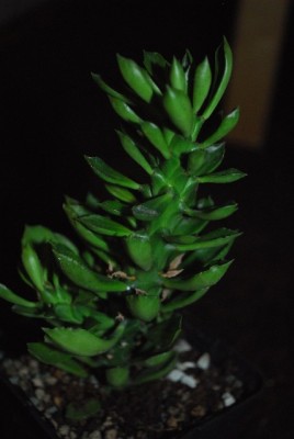 Monadenium 018yy.jpg
