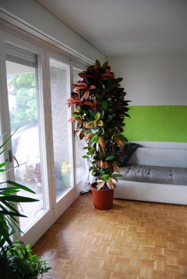 Wunderstrauch 011(k).JPG