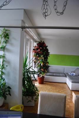 Wunderstrauch 029.JPG
