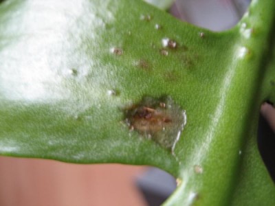 Epi mit Pickel offen.JPG