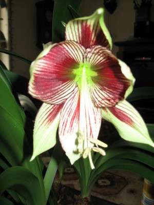 1 - 4 - 2010_3762.jpg