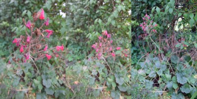 im_Garten_rechts_hinten_roht_blühend_von_Nah_auf_Vollansicht_kleiner.jpg