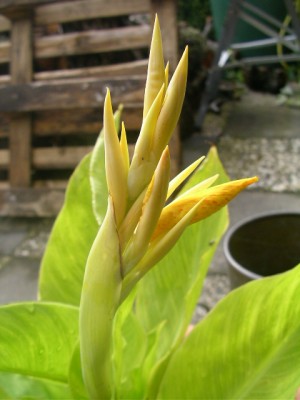 kübelpflanzen 001 (2).JPG