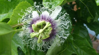 Passiflora Blüte.jpg