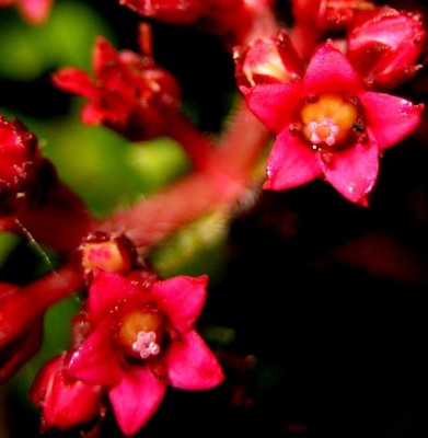 Crassula-Schmidtii-Blüte.jpg