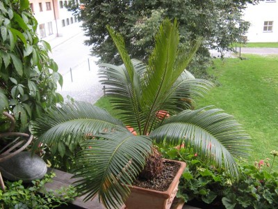Cycas revoluta_130917_02.JPG