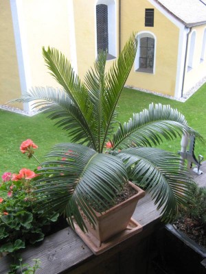 Cycas revoluta_130917_01.JPG