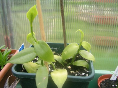 heutea 038.JPG