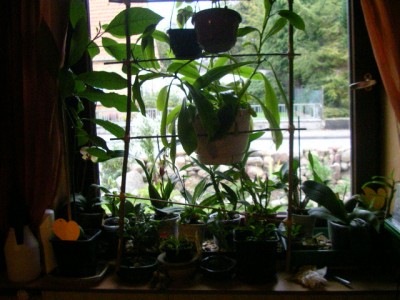 fenster links 001.JPG