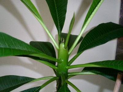 PICT0546.JPG