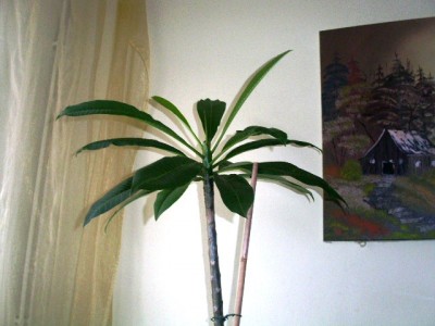 PICT0544.JPG
