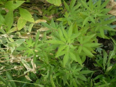 unbekannte pflanze 001a.jpg