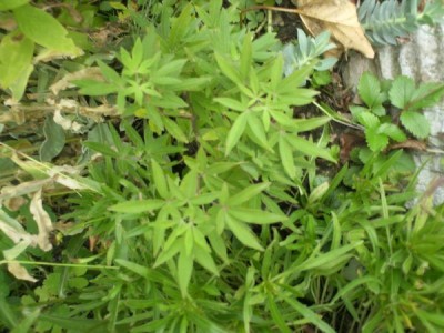 unbekannte pflanze 002a.jpg