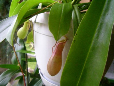 fenster links 003.JPG
