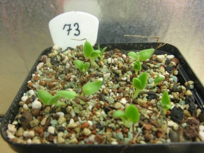 Pelargonium appendiculatum_130915.JPG