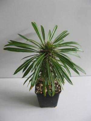 Pachypodium lamerei_130828.jpg