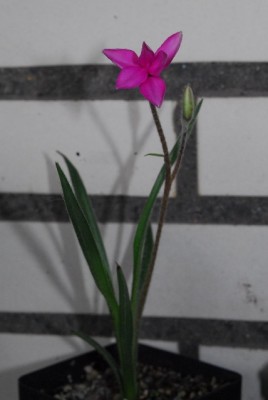 Balkon213 17270yy.jpg
