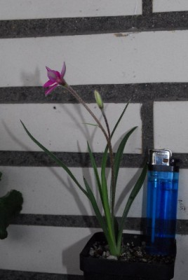 Balkon213 17269yy.jpg