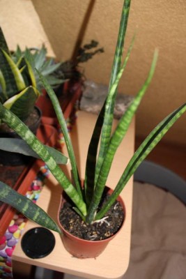Sansevieria aus Uganda.jpg