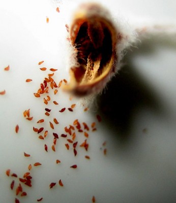 schreiende Samenkapsel....jpg