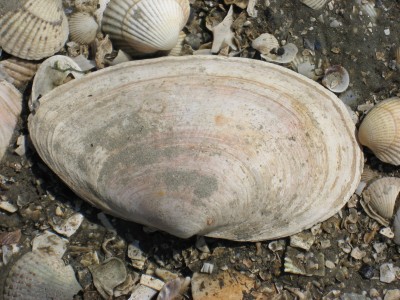 Cux1 028.JPG