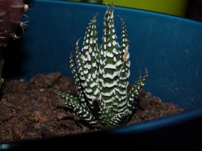Aloe.jpg