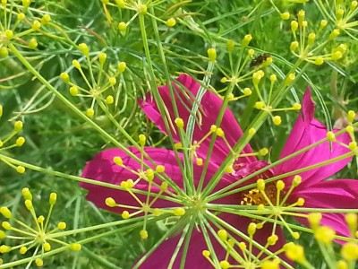 bilder im august hochgeladen 642 (1024x768).jpg