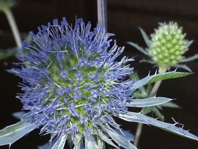 bilder im august hochgeladen 257 (816x612).jpg