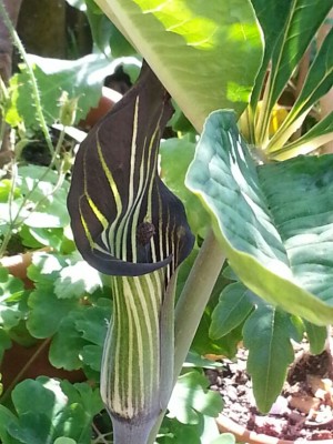 bilder im august hochgeladen 245 (612x816).jpg