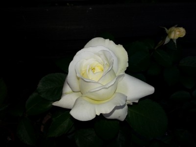 bilder im august hochgeladen 274 (1024x768).jpg