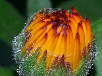 bilder im august hochgeladen 803 (1024x768).jpg