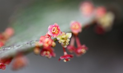 phyllantuhs-angustifolius.jpg