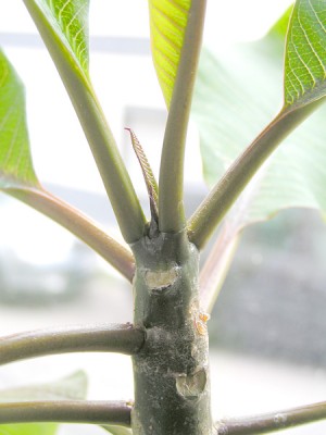 plumeria_rubra.jpg