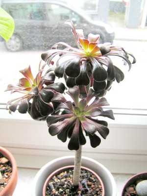 aeonium_arboreum.jpg