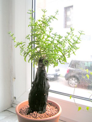 mestoklema_tuberosum.jpg