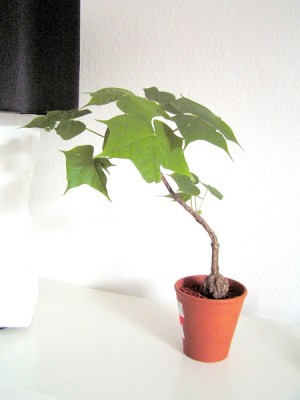firmiana_colorata.jpg