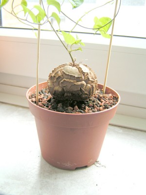 dioscorea_elephantipes_1.jpg