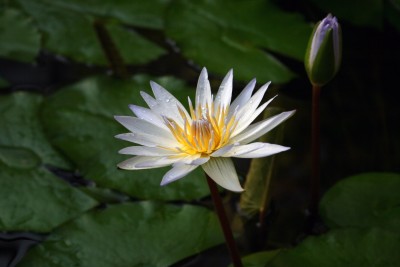 nymphaea-seerose.jpg