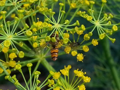 bilder im august hochgeladen 337 (1024x768).jpg