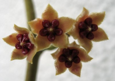 Hoya kerrii.jpg