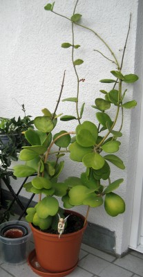 Hoya kerrii1.jpg