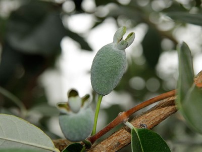 130922_acca_sellowiana_1.jpg