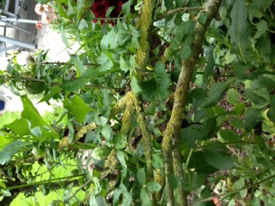 photo2.JPG