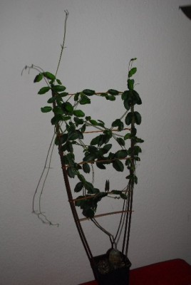 Geen13 055yy.jpg