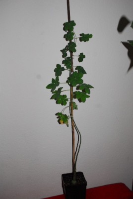Geen13 054yy.jpg